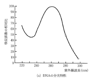 (a)DNAの分光特性